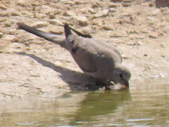 Oena capensis capensis