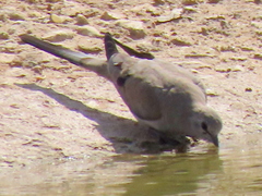 Oena capensis capensis