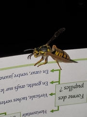 Vespula