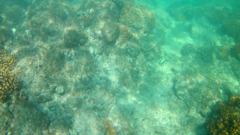 Stegastes flavilatus