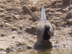 Oena capensis capensis