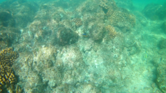 Stegastes flavilatus