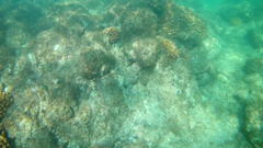 Stegastes flavilatus