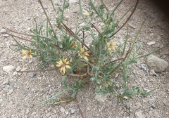 Glaucium corniculatum