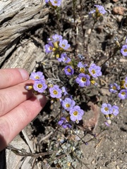 Phacelia fremontii