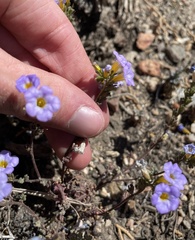 Phacelia fremontii