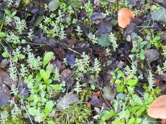 Lysimachia linum-stellatum