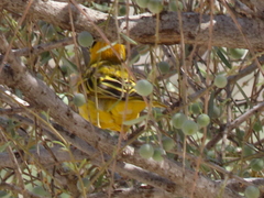 Ploceus velatus caurinus
