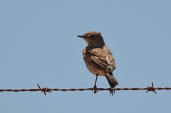 Emarginata sinuata sinuata