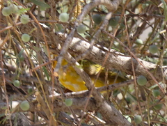 Ploceus velatus caurinus