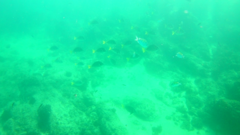 Prionurus laticlavius