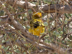 Ploceus velatus caurinus