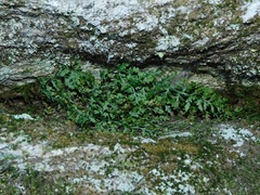Asplenium montanum