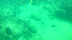 Prionurus laticlavius