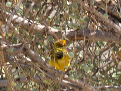 Ploceus velatus caurinus