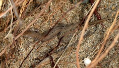 Psammodromus edwarsianus