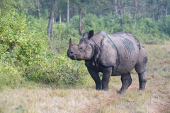 Rhinoceros unicornis