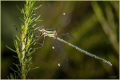 Lestes virgatus