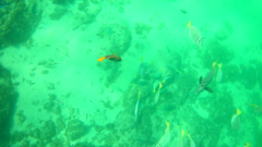 Prionurus laticlavius