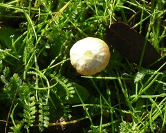 Biserrula pelecinus