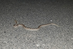 Vipera ammodytes