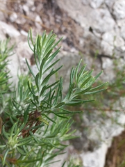 Heterolepis aliena