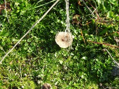 Biserrula pelecinus