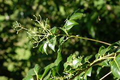 Amyris elemifera