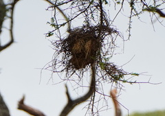 Anaplectes rubriceps