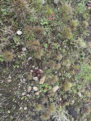 Agrostis blasdalei