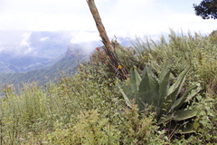 Agave salmiana crassispina