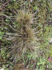 Agrostis blasdalei