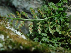 Asplenium montanum