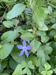 Vinca
