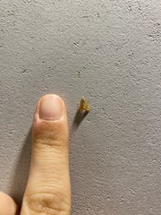 Microtheoris ophionalis
