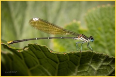 Allocnemis leucosticta