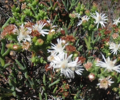 Ruschia multiflora