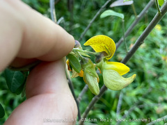 Crotalaria agatiflora