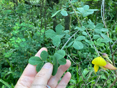 Crotalaria agatiflora
