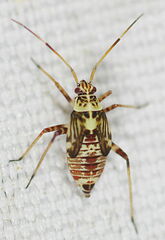 Rhabdomiris striatellus