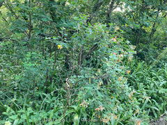 Crotalaria agatiflora