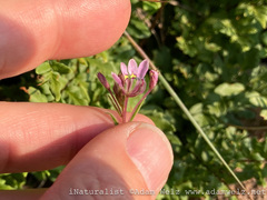 Cleome monophylla