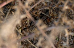 Psammodromus edwarsianus