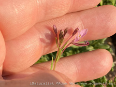 Cleome monophylla