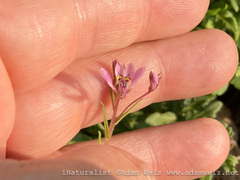 Cleome monophylla