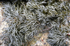 Pelvetia canaliculata