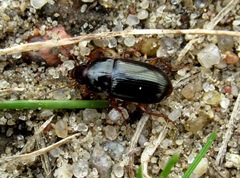 Harpalus autumnalis
