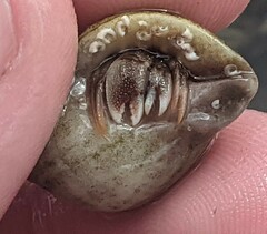 Pagurus bernhardus