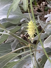 Sicyoeae