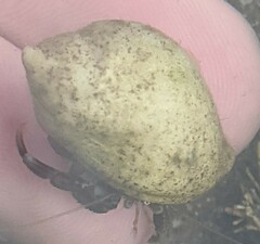 Pagurus bernhardus